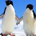 πιγκουίνοι