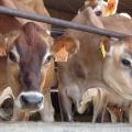 cows-580-x-350.jpg