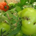 csm_tuta_absoluta_damage_on_tomatoes_3d0885024e.jpg