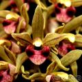 Cymbidium...Ίσως η τελειότερη ανθοφορία