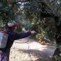 dakoktonia-lesvos-lesvosnws-lesvos-dakos-dakoktonia-mytilini-960x580-960x580-1-960x580.jpg