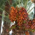 103 επιδοτούμενες καλλιέργειες - Φραγκοσυκιές και αρωματικά φυτά στην Κρήτη
