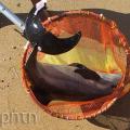 Νεκρό δελφινάκι ξέβρασε η θάλασσα στον Καρτερό