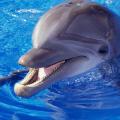 δελφινι.jpg