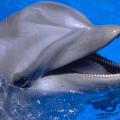 delfini2.jpg