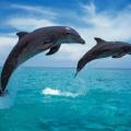δελφίνια