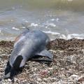 Νεκρό δελφίνι στην παραλία της Λυγαριάς