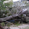 Προβλήματα και πτώσεις δέντρων απο τους δυνατούς ανέμους στη Κρήτη