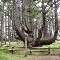 Το δέντρο «χταπόδι»