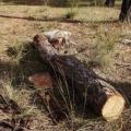 Πέλλα: Καταπλακώθηκε από δέντρο που ο ίδιος έκοψε