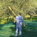 Κόλπο για γρήγορο και εύκολο μάζεμα του ελαιόπανου! (βίντεο)