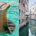 δελφίνια Ιταλία