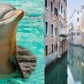 dolphinsinvenice-header.jpg