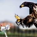 eagle-catching-drone.jpg