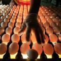 eggs-006.jpg
