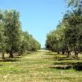 Παρέμβαση Αυγενάκη για την ελαιοκαλλιέργεια και τη νέα ΚΑΠ