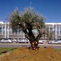 Μία ελιά 700 ετών &quot;καλωσορίζει&quot; τους επισκέπτες στο αεροδρόμιο Ηρακλείου!