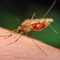 Λήξη συναγερμού: Με ελονοσία οι δύο Έλληνες και όχι με Έμπολα, λέει το υπουργείο Υγείας