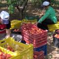 Στην Ευρωβουλή και σε έντονο ύφος οι επιπτώσεις στους αγρότες από το ρωσικό εμπάργκο