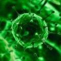 Αρνητικές για τον ιό οι εξετάσεις στις οποίες υποβλήθηκε ασθενής στο Τορόντο. Σε καραντίνα στο Βουκουρέστι με ύποπτα συμπτώματα 50χρονος 