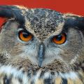 european-eagle-owl_3212668k.jpg