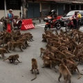 μαϊμούδες ταϊλάνδη