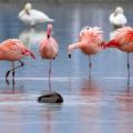 flamingko-sto-nero-770x439_c.jpg