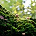 forest-moss