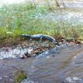 Απίστευτο!!! Ένας κροκόδειλος σουλατσάρει στο φράγμα Ποταμών του Ρεθύμνου