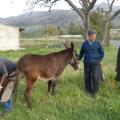 Ξεκινά τη φροντίδα ιπποειδών η Φιλοζωική Κρήτης