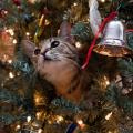 Γάτα ... εναντίον Χριστουγεννιάτικου δέντρου (βίντεο)