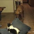 Βίντεο: Οι γάτες τα κλεφτρόνια! (βίντεο)