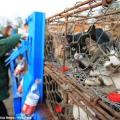 Ακτιβιστές στην Κίνα έσωσαν χιλιάδες γάτες από βέβαιο θάνατο 