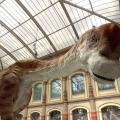 google_natural_history