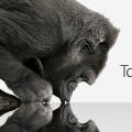 Gorilla Glass