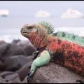 pink iguana.jpg