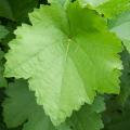 grapes-leaves1.jpg