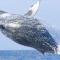 greywhale-2.jpg