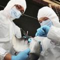 Νεό κρούσμα της γρίπης των πτηνών στη Γερμανία
