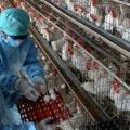 Αίγυπτος: Μια 30χρονη γυναίκα είναι το δεύτερο θύμα της γρίπης των πτηνών 