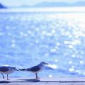 gulls-birds-sea-summer-pavement-sunshine-hd-wallpaper.jpg