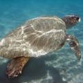 h-kareta-kareta-underwater-shot-of-loggerhead-sea-turtle-caretta-caretta-swimming-zakynthos-island-greece-207-0ef5.jpg
