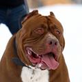 hulk-le-pit-bull-geant_max1024x768.jpg