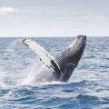 humpback-whale-1209297_640.jpg