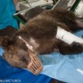 Αναρρώνει η μικρή αρκούδα που τραυματίστηκε από όπλο στο Μέτσοβο
