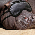ipopotamos.png