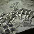46 απολιθώματα ιχθυόσαυρων ανακαλύφθηκαν στη Χιλή