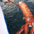 Καλαμάρι... &quot;βαρέων - βαρών&quot; στα δίχτυα Ιάπωνα ψαρά