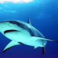 Πανικός λουόμενων από την εμφάνιση καρχαριών στην Αυστραλία