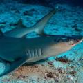 Τα σημάδια από τη δερματική ασθένεια που πλήττει καρχαρίες